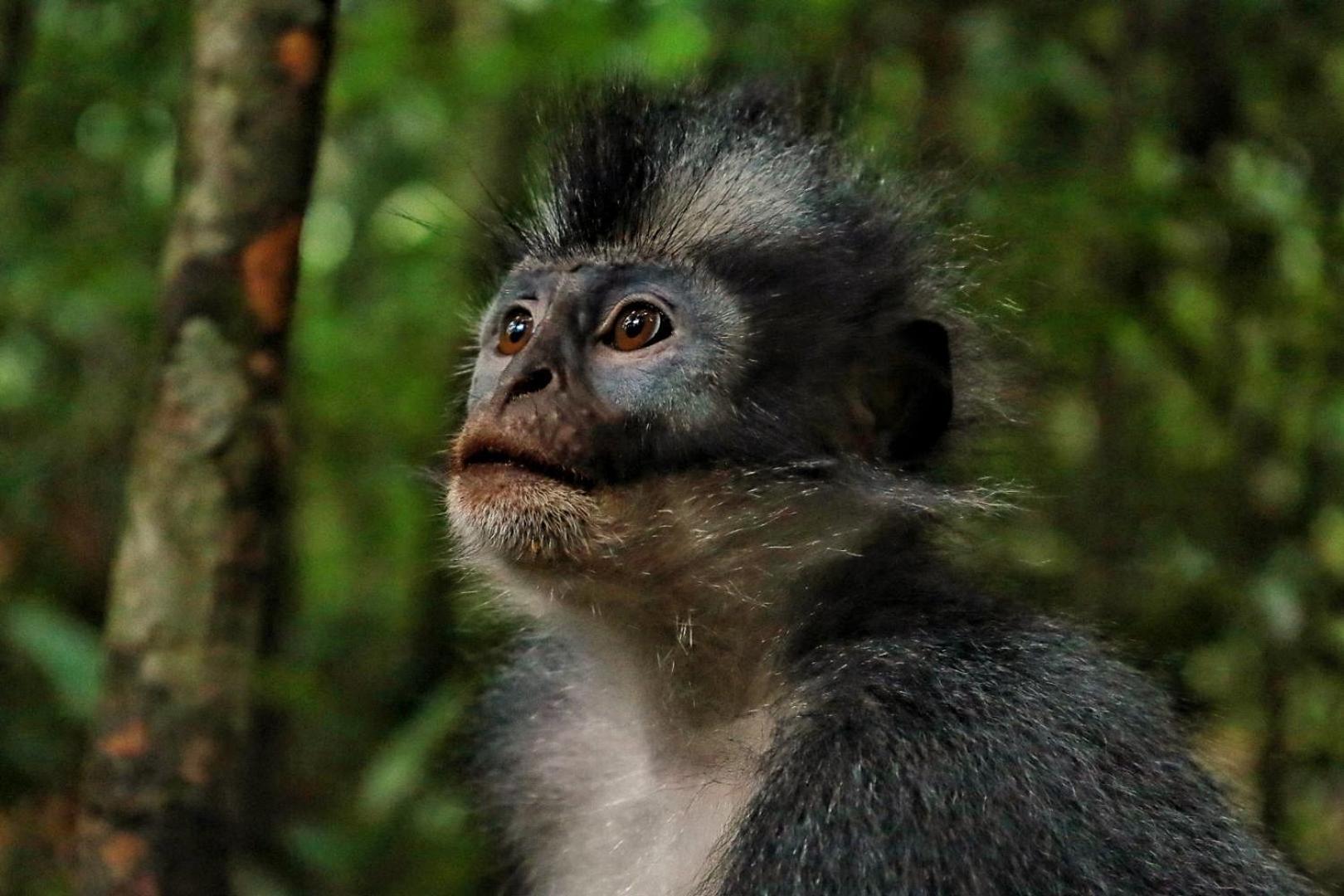 Tropical Jungle Lodge & Jungle Trekking Bukit Lawang Exterior foto